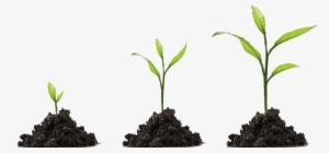 3 Steps To Growing Your Law Practice Through Blogging - Plant Growing Png