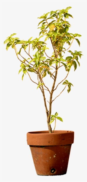 A Small Tree That's Been Planted In A Clay Pot And - Clay