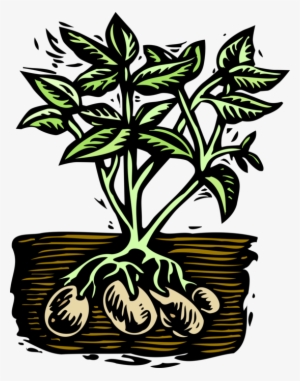 Vector Illustration Of Starchy Edible Tuber Cultivated - Potato Plant Clip Art