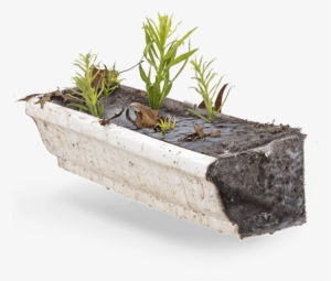 Traps Debris & Blocks The Flow Of Water - Houseplant