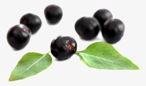 Is Acai Berry Safe To Take With Other Medications - Acai Berry Transparent