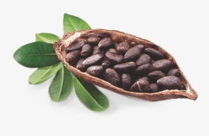 Cocoa Beans Are The Seeds Of A Native Central And South
