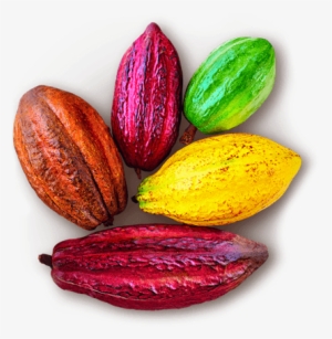 A Group Of Colourful Cocoa Pods - Stock Photography