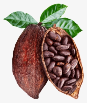 Responsibly Sourced Cocoa - Mesmara Raw Unrefined Cocoa Butter 50g
