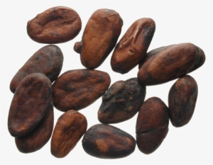 Latin America, Cocoa Beans - Kakaobohnen Png