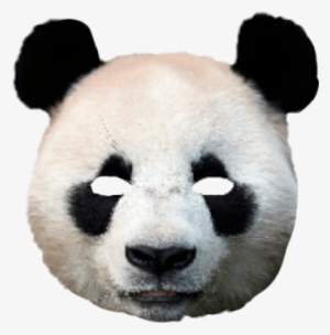 Mask Costume Scary Creepy Freetoedit Panda Animal - Panda Face Pillow Case