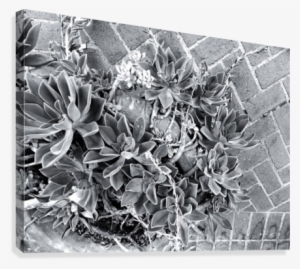 Succulent Plant With Brick Floor Background In Black - Canvas Print