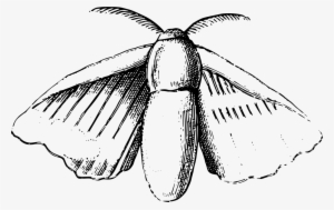Download Png - Silk Moth Drawing