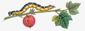 Caterpillar Png