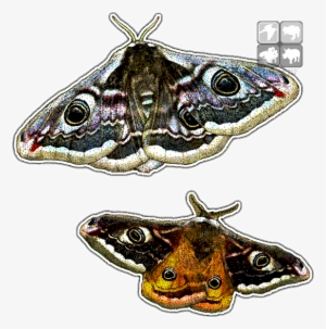 Emperor Moths Art Decal - Brush-footed Butterfly
