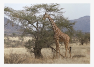 Lone Reticulated Giraffe Browsing From An Acacia Tree - Acacia