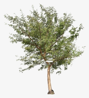 Acacia Galpinii - Acacia Tree Png