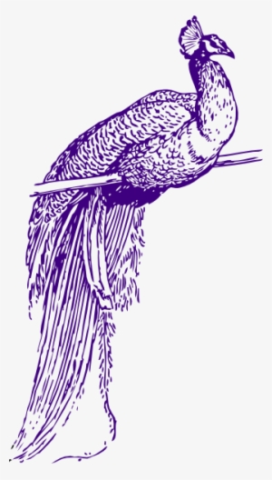 Feather Clipart Purple - Peacock Clip Art