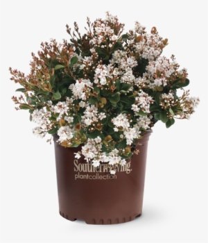 Spring Sonata Indian Hawthorn In Branded Pot - Indian Hawthorn