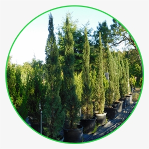 Italian Cypress - Pond Pine