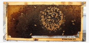 Wax Is Dark In Coloration - Honeycomb