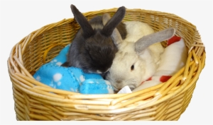 Bunnies - Domestic Rabbit