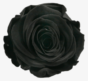 Velvet Black - N.a. 6 X Rose Gefriergetrocknet Stabilisiert Echte