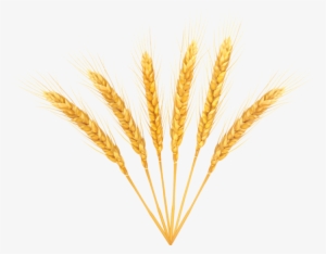 Free Png Wheat Png Images Transparent - Portable Network Graphics