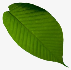 Health Division - Leaf