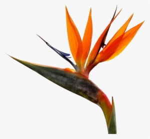 Bird Of Paradise Foliages Tropical Flowers Bouquets - Bird Of Paradise Flower