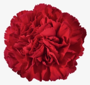 Red Carnation - Clip Art