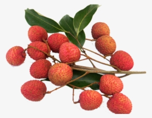 2015 Lychee Fruit Season Is Almost Here And We Are - Lychees Fruit