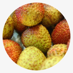 Lychee - Indian Lychee