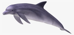 spinner dolphin clipart purple - dolphin png
