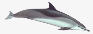 Clymene Dolphin