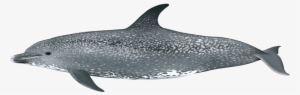Atlantic Spotted Dolphin - Stenella Frontalis Png