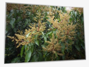 mangifera indica