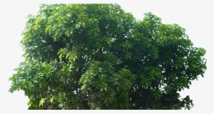 Pohon Mangga ~ Mide Studio - Flower Tree Png Texture