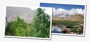 Kush Landscapes Polaroids - Wild Weed Vs Homegrown