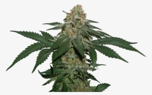 Grandaddy Confidential Kush By Seed Stockers - White Widow