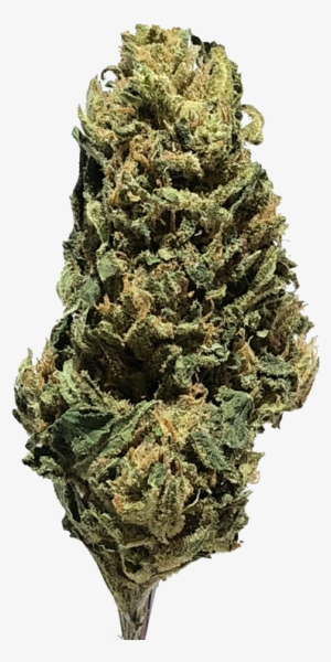Coconut-kush - Red Pine