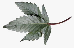 Og Kush Leaf - Original Og Kush Plant