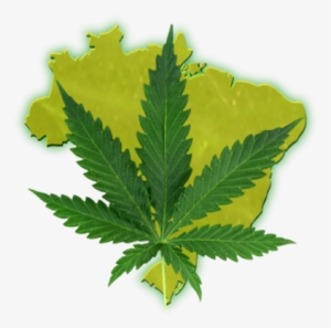 Legalize Brasil - Planta De La Droga