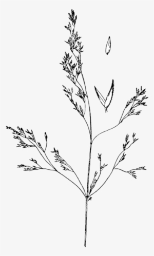 Agrostis Idahoensis Drawing - Agrostis Gelida