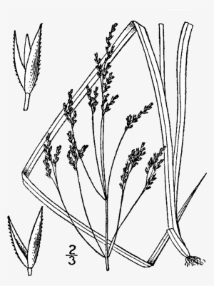 Agrostis Perennans Drawing - Agrostis Perenans