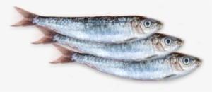 Bien Choisir Les Sardines - Sardine Png