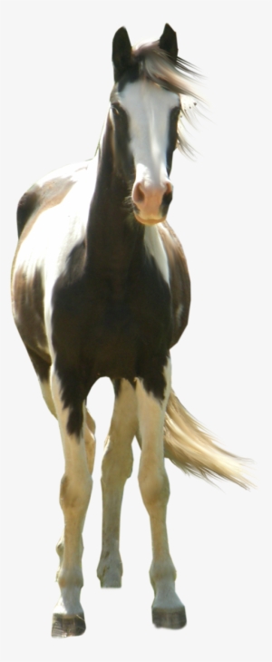 Type Hd, Three Horses - Paint Horse Transparent