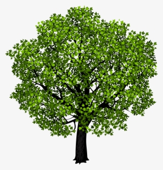 Green Maple Tree Png Picture Graphics Pinterest - Tree With White Background
