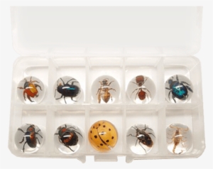 Insect Bug Marbles - Lucite Treasures 10 Insect Sphere Set