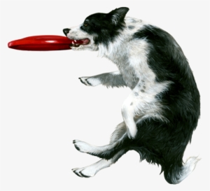 Dog Fabric, Border Collie, Custom Print Fabric - Dog Catching Frisbee White Background