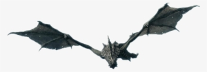 Flying Dragon From Skyrim - Little Brown Myotis