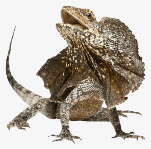 Frilled-lizard - Frilled Neck Lizard Png