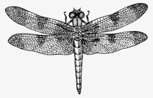 Dragon, Black, Diagram, Outline, Drawing, Silhouette - Dragonfly Black And White