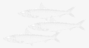 Sardines - Shark