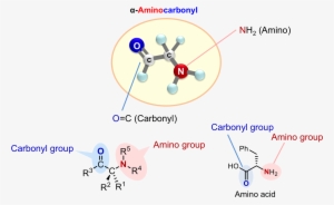 Chiral Α-aminocarbonyls Are Present In A Range Of Biologically - Asymmetric Reaction